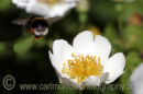 Bumblebee flying away after collecting nectar from a field rose.